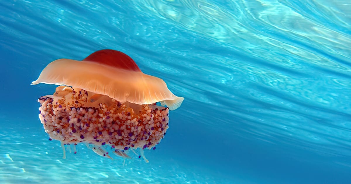 Mediterranean jellyfish Μεσογειακή Μέδουσα